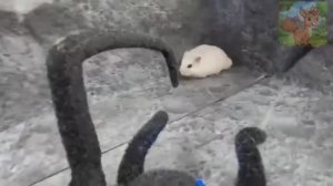 Маленький Хомячок на Хэллоуин встречает Страшного Паука