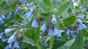 ЭТА ТРАВКА ДАНА НАМ БОГОМ