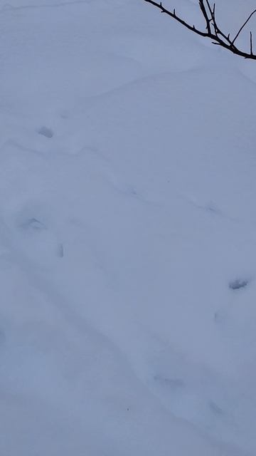 FPV. С разбегу в сугроб