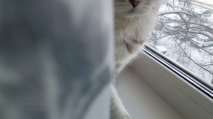 Кошка бёт МЕНЯЯЯЯЯ😡😤