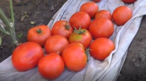 О выращивании помидоров