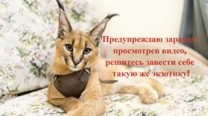 Завести Каракала: где найти и как содержать домашнюю дикую кошку #каракалнекаракет#каракал#каракет