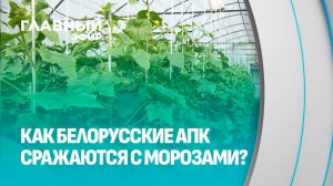 Битва с морозом: как фермеры "Ждановичей" спасают урожай. Главный эфир