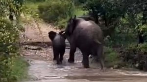 Слониха спасла своего детеныша во время наводнения в ЮАР
