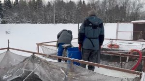 Запуск форели