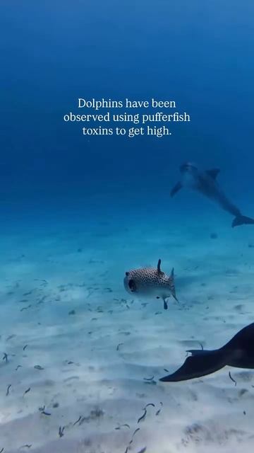 Дельфины — коллективные наркоманы. Они собираются в стаи и устраивают нарко-трипы смотреть онлайн