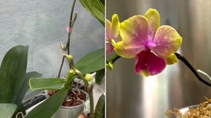 Орхидеи 🌺 Анонс ожидаемых цветений 🪴🌸🦋👀