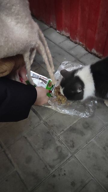 1 лайк = 1 рубль на корм кошке смотреть онлайн