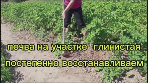 Магазин/Обед и Картошка