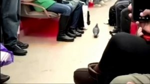 Голубь в метро