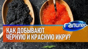 Галилео  Как добывают чёрную и красную икру?