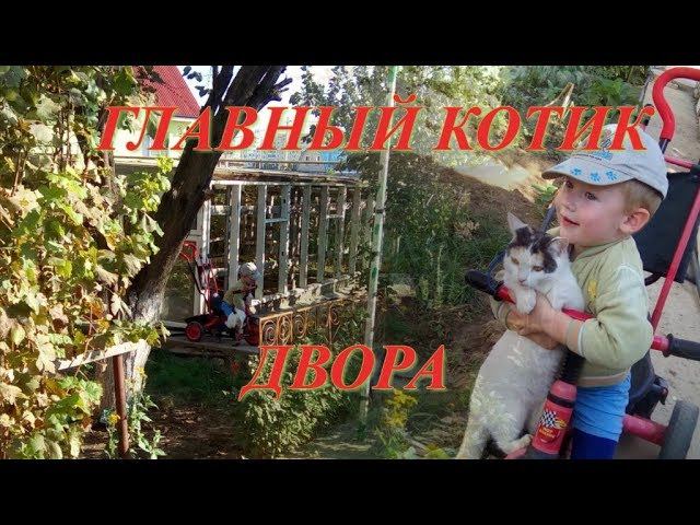 ГЛАВНЫЙ КОТИК ДВОРА, ВНУК ЛЮБИТ ИГРАТЬ С КОШКОЙ смотреть онлайн
