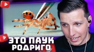 ЧТО-ТО ПРОИЗОШЛО С ПАУКОМ РОДРИГО | РЕАКЦИЯ МАЗЕЛЛОВА