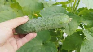 22 июля 2025. Сезон в разгаре. Мой огород.