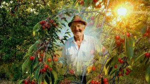 М.В. Исаковский - Вишня. Песня сгенерирована в нейросетях.