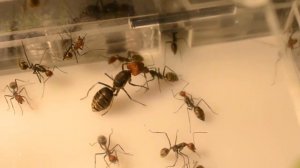 Муравьи Кампонотус сингуларис. Обзор вида. из марвела