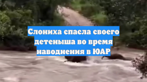 Слониха спасла слоненка от верной гибели во время наводнения в Африке