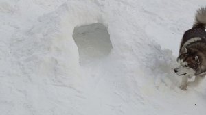 С маламутом в сказочном лесу 😍🐾🐻❤️❄️ VID_20260118_161740