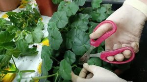 Работаю в цветочной избушке. Фуксия. Пеларгония.