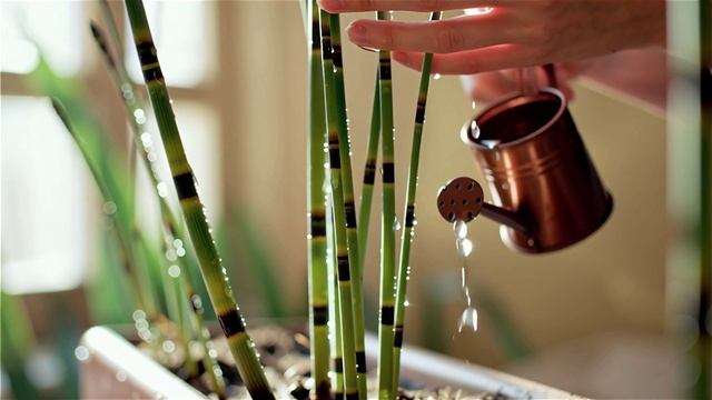 ситник растение смотреть онлайн