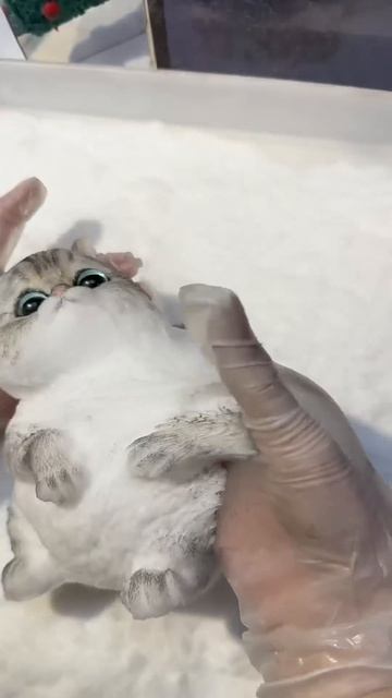 Do you want to DIY your own cat? #cat #squishy #cute #diy #handmade смотреть онлайн