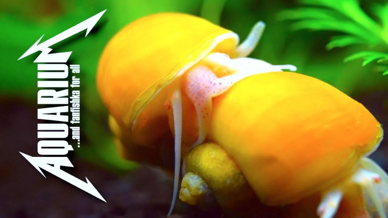 Ампулярии — желтые аквариумные улитки и все о них смотреть онлайн