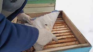 04.01.2026. Зимовка пчёл на воле. Влажность в ульях ППС и дерево. Обзор.