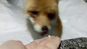 (1216) Лиса приходит в гости. Январь 2026