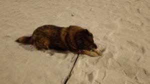 Леся в лесу