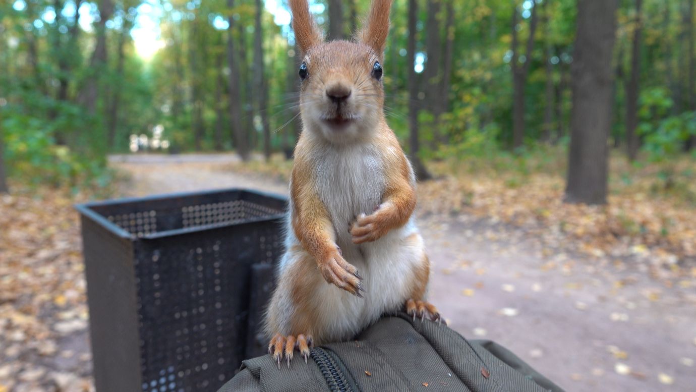 Очень голодная белка. Октябрь 2023 смотреть онлайн