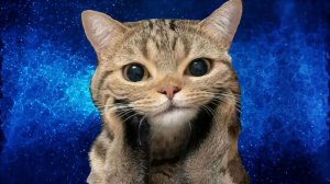 Как скачать макросы на матрешку рп через эмулятор BlueStacks