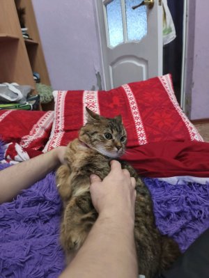 делаю оленя из 99 ночей часть вторая.