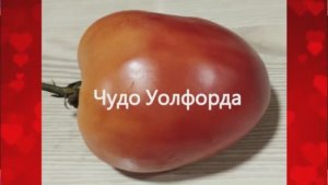 Каталог томатов на 2026 год. Часть 13. г. Киров.  т. 89229284031