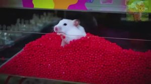 Странный лабиринт!Разве маленький хомячок не будет ослеплен