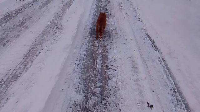 Кот рыжик зимой на прогулке ✅📌 📍 смотреть онлайн