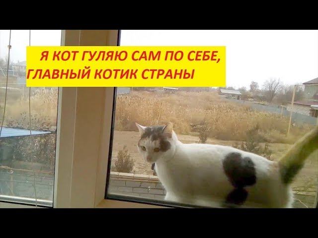 ДВОРОВЫЙ КОТИК ГУЛЯЕТ САМ ПО СЕБЕ НА ОКНЕ, ГЛАВНЫЙ КОТИК ДВОРА смотреть онлайн