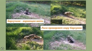 Барсучиха - кормящая мать. Лиса проверяет нору барсуков. 21-23.04.25