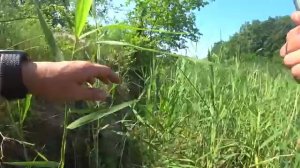 ВОТ ЭТО РАЗМЕР! ТАКОГО ЕЩЕ НЕ ЛОВИЛ! ОБАЛДЕННАЯ РЫБАЛКА НА ПОПЛАВОК! Ловля сазана