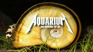 Мариза то ли улитка, то ли аквариумный хомячок