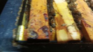 18.01.26. Идем в зимовник! Два месяца зимовки пчел в зимовнике!