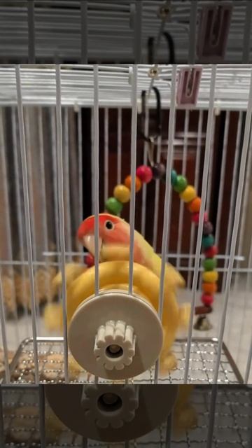 Будьте осторожны, выбирая игрушки для попугая. Однажды вы можете обнаружить в клетке пирата смотреть онлайн