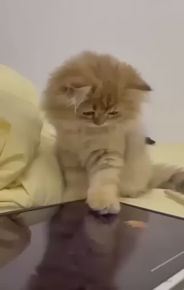 Я РЖАЛ ДО СЛЕЗ СМЕШНЫЕ КОШКИ И СОБАКИ СМЕШНЫЕ ЖИВОТНЫЕ 2023 ЛУЧШИЕ ПРИКОЛЫ. смотреть онлайн