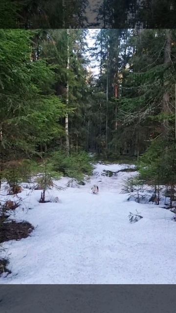 Ши-тцу на прогулке смотреть онлайн