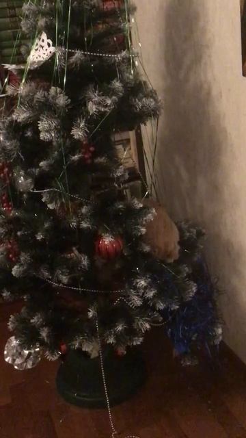 С крещененским сочельником! Новая игрушка на ёлке. Эпизод 1