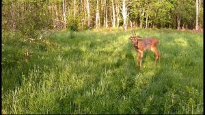 Самец европейской косули во всей красе!