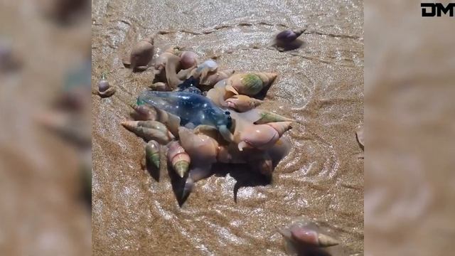 Самые редкие и удивительные видео из сети. Видео из интернета. смотреть онлайн
