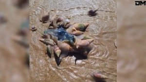 Самые редкие и удивительные видео из сети. Видео из интернета.