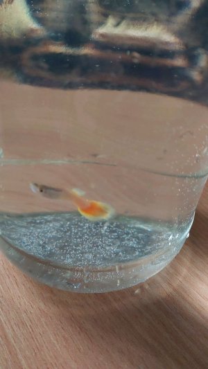 Маленькая жёлтая рыбка гуппи малыш