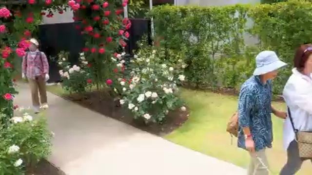 🐞🌿🌿розы смотреть онлайн