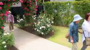 🐞🌿🌿розы